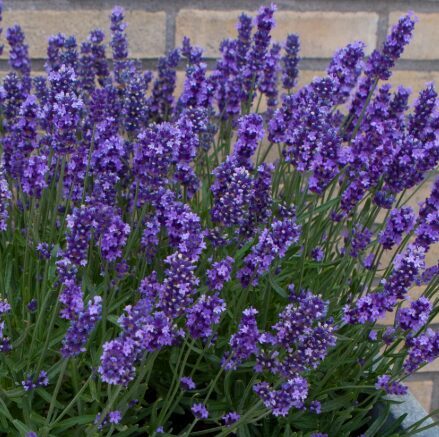 Šaurlapu lavanda 'Anna'